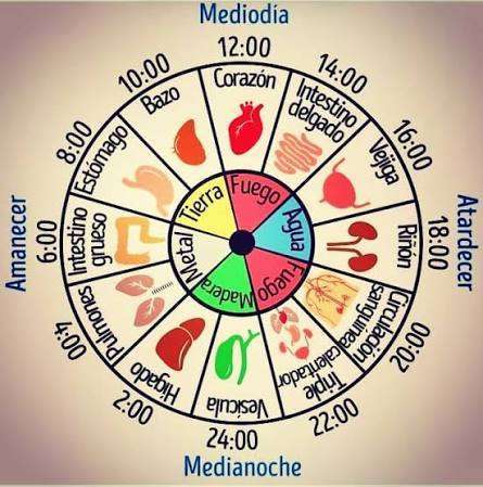 Reloj biológico chino Reloj biológico chino